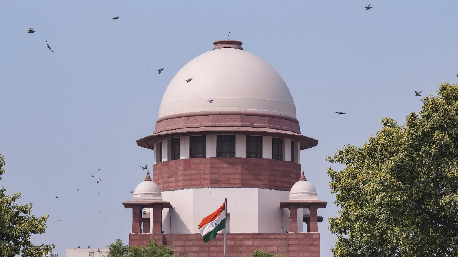 News18 Afternoon Digest: SC Says Stray Dog Menace Hit India's Image, Musk Praises Mamdani & Other Top Stories