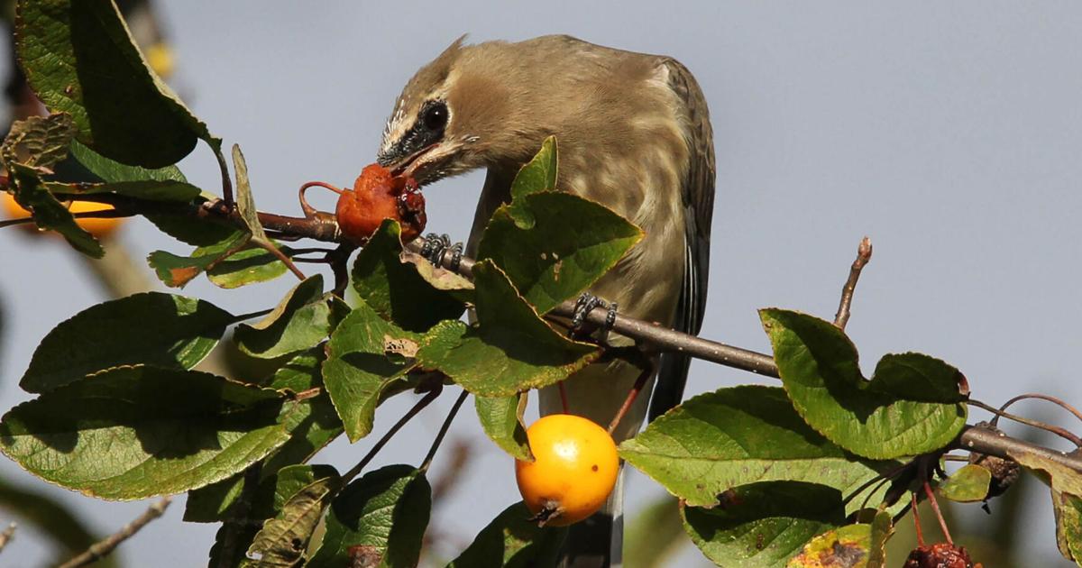For the Birds: Going off trail usually bears fruit, by Chris Bosak