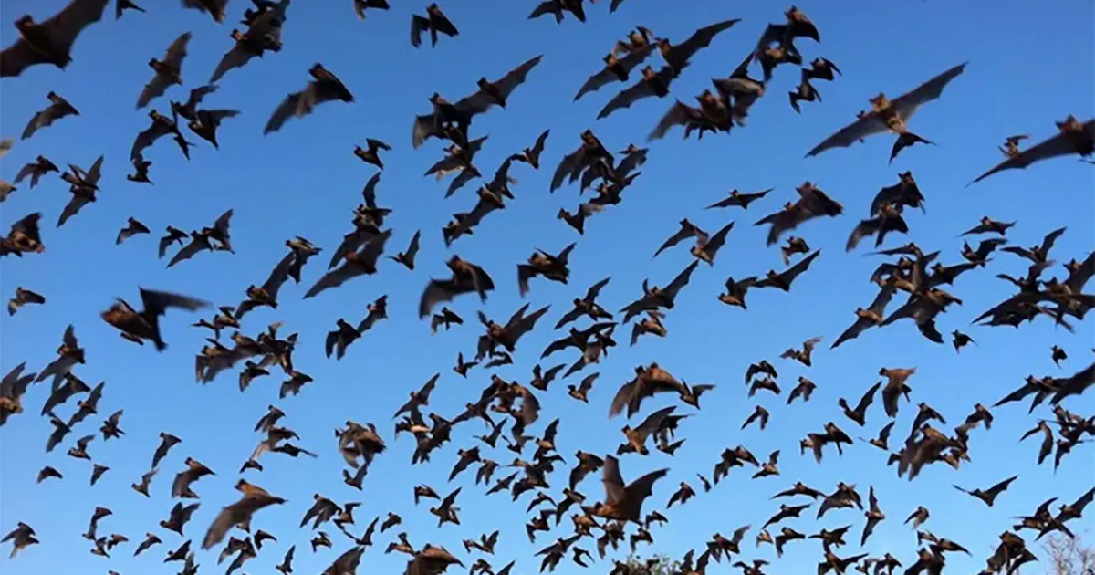 Halloween Shocker: Trump Axes Work to Learn Whether Offshore Wind Farms Harm Bats