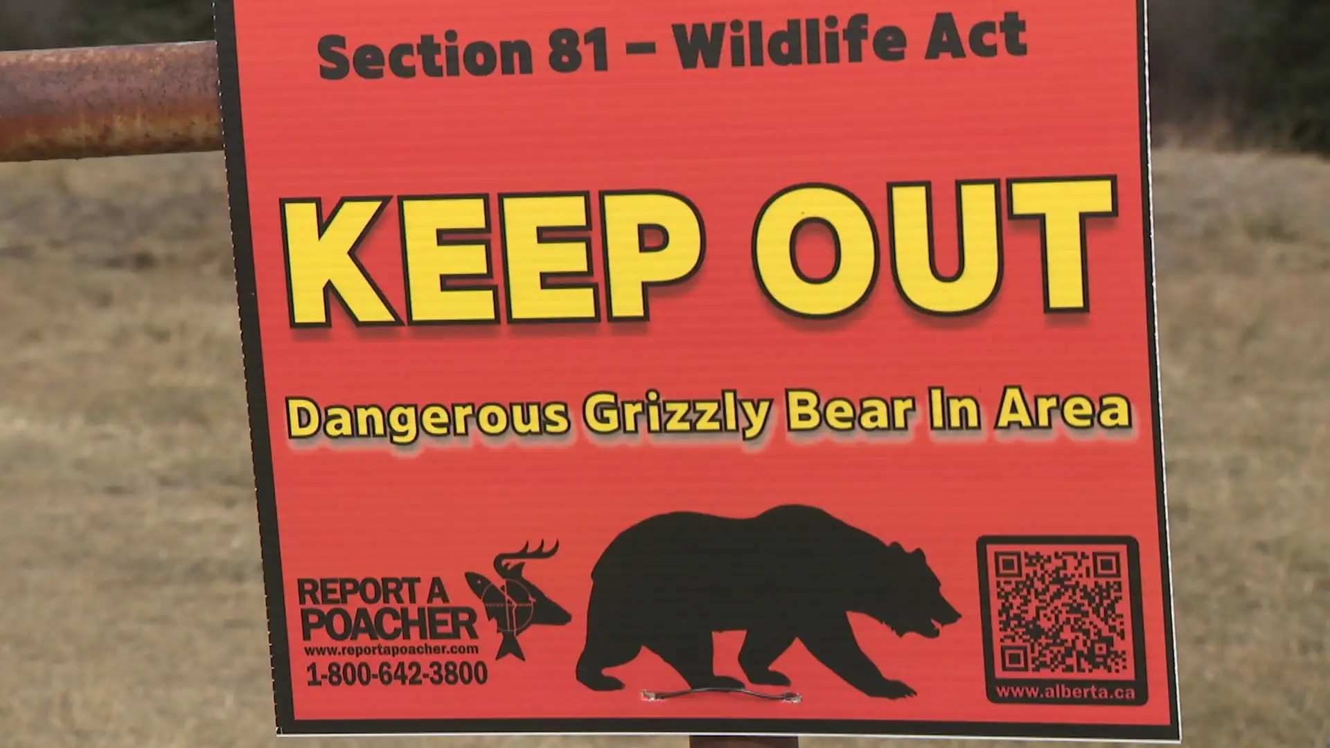 Alberta Fish and Wildlife officers search for ‘dangerous bear’ west of Calgary