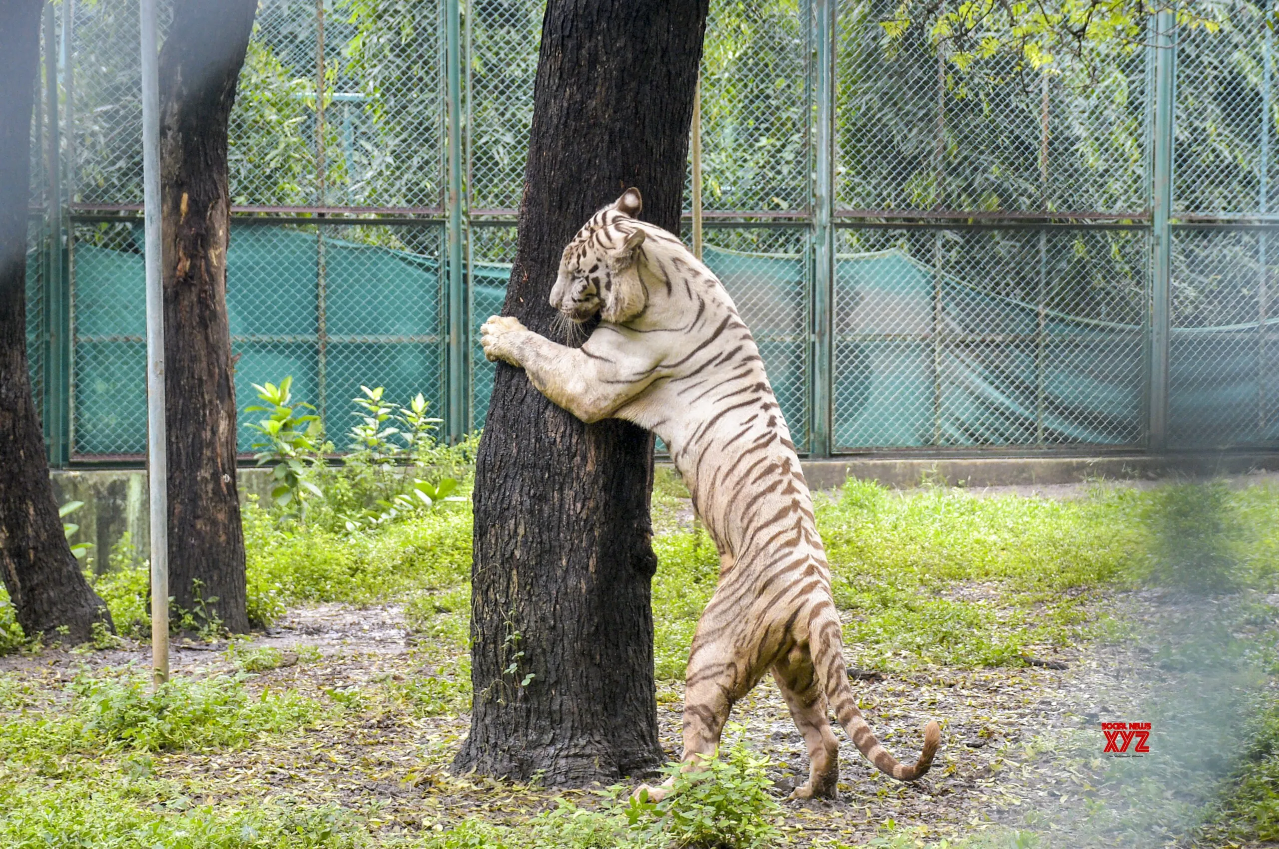 Surat: White tiger at Sarthana Nature Park – #Gallery