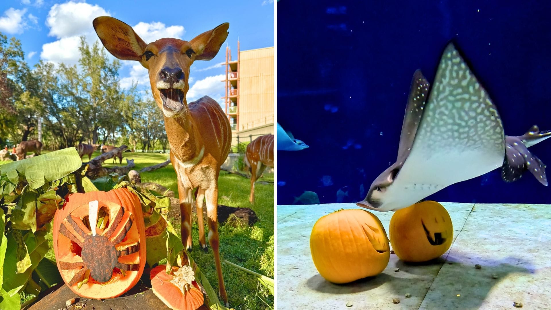 Disney Animals Celebrate Halloween
