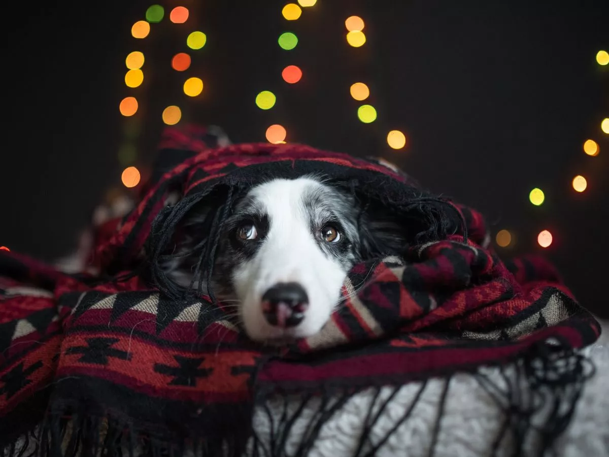 Pet owners use £22 Amazon device on Bonfire Night to 'help dogs terrified by fireworks'