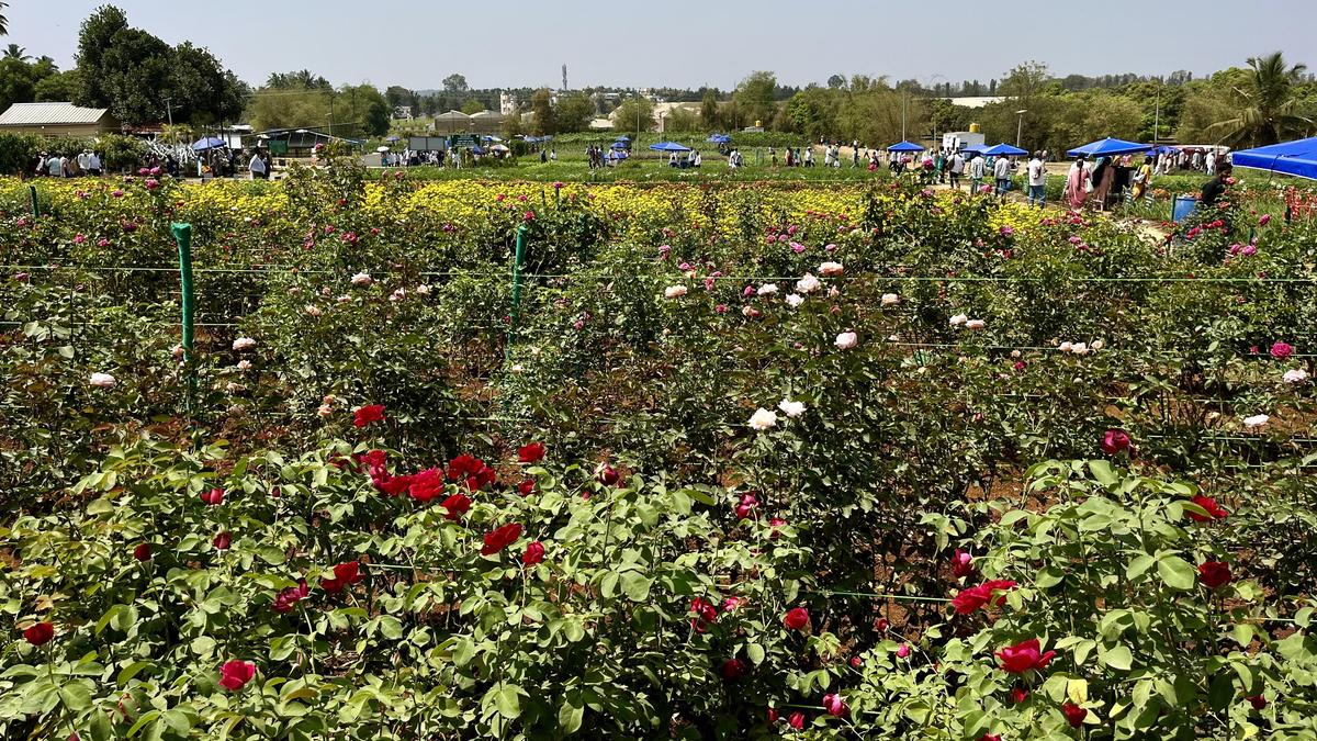 India’s horticulture sector to get hi-tech boost with Dutch initiative for pesticide-free food production in high-end green houses