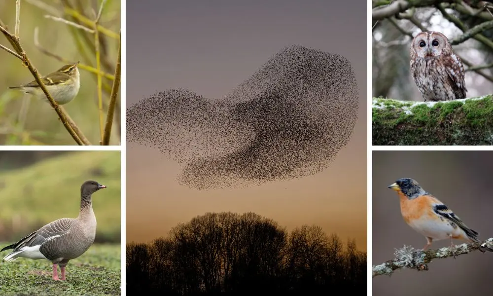 RSPB: The 5 special birds and the 'spectacular' aerial displays you can spot across the UK this November