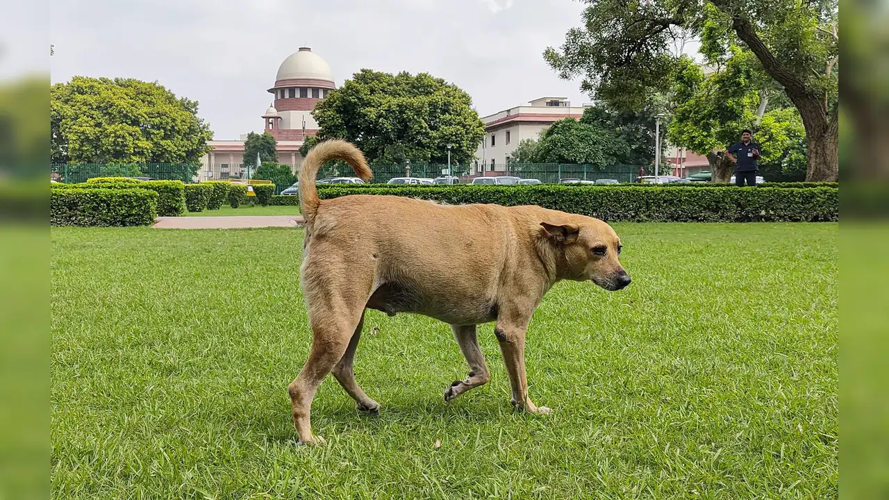 Supreme Court's Fury On States Over Stray Dog Menace: 'India's Image Going Down'
