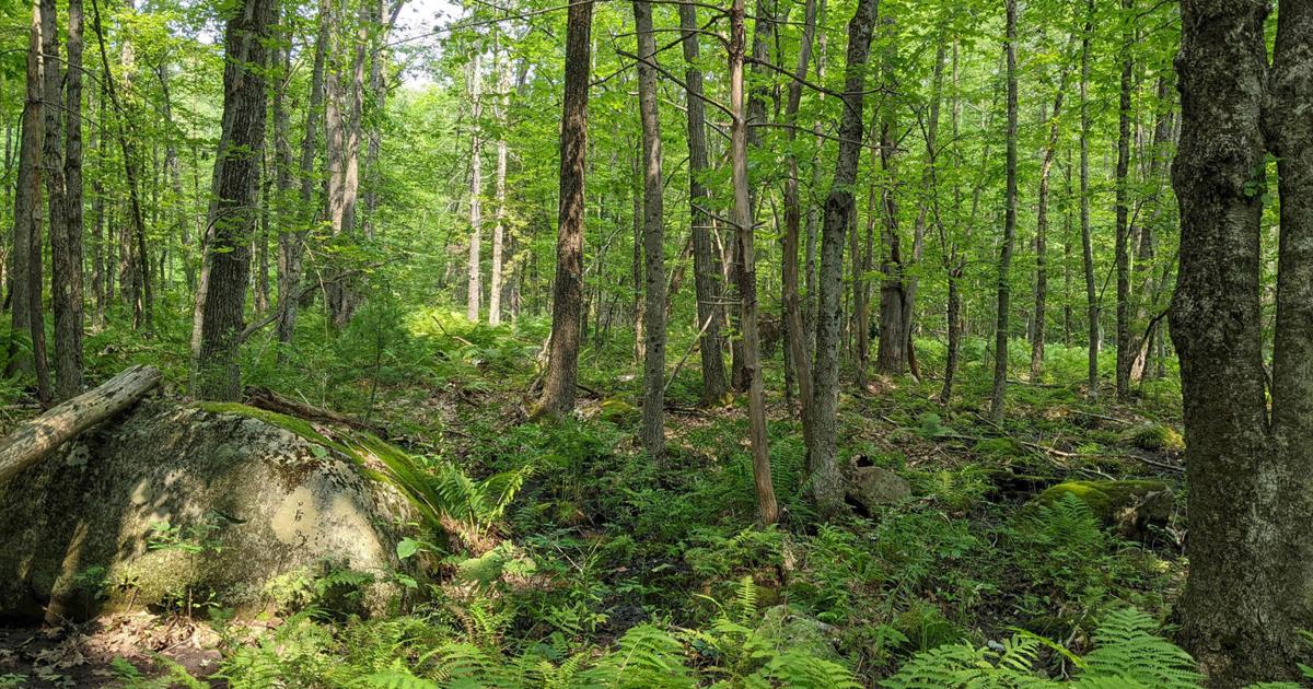 Monadnock Conservancy accepts donation of 105 forested acres in Fitzwilliam