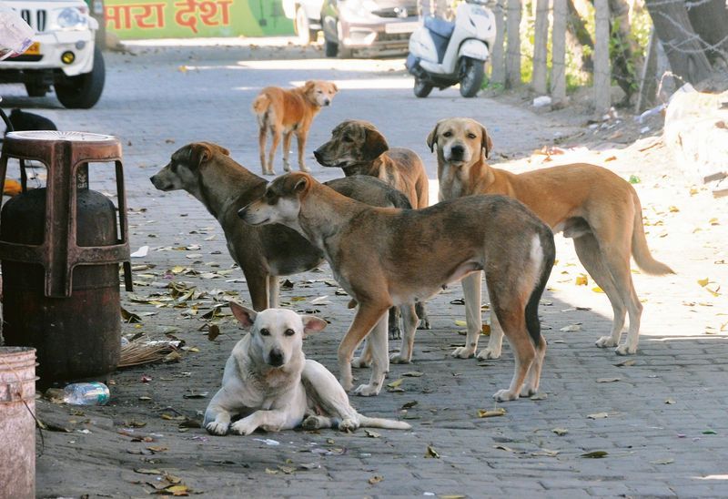 Stray dogs case: Supreme Court directs chief secretaries of states, UTs to appear before it on Nov 3