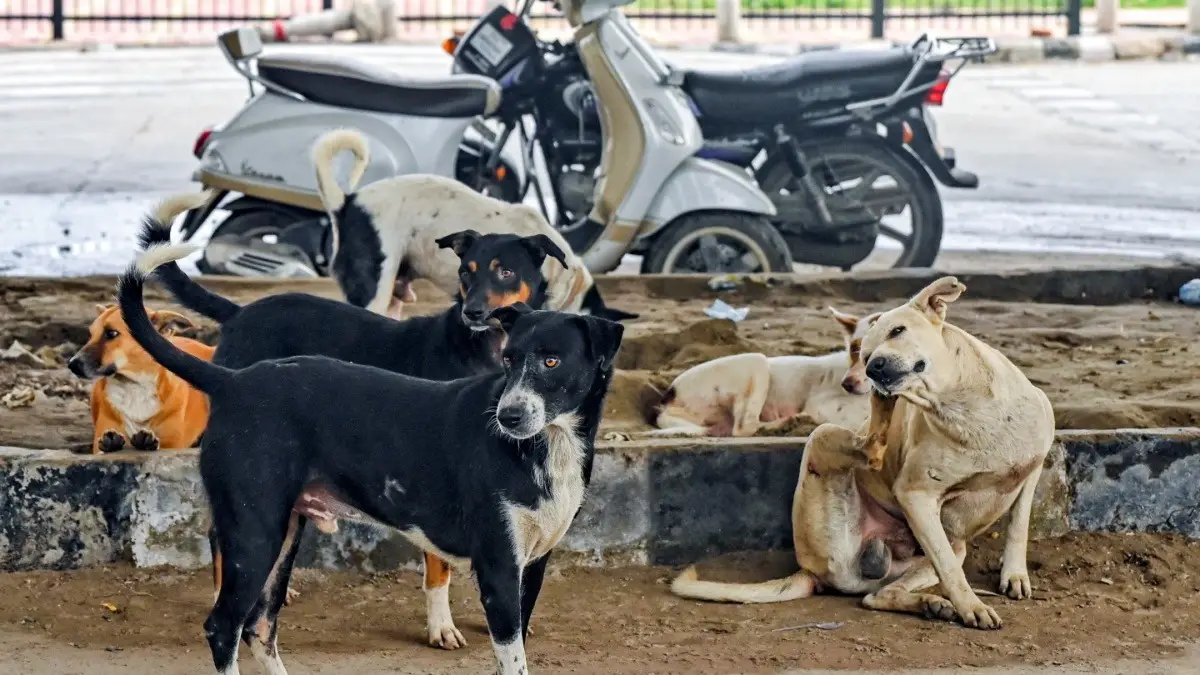 ‘No Response In 2 Months, India’s Image Hit Abroad’: SC Raps States Over Failure To File Compliance Reports On Stray Dogs Case