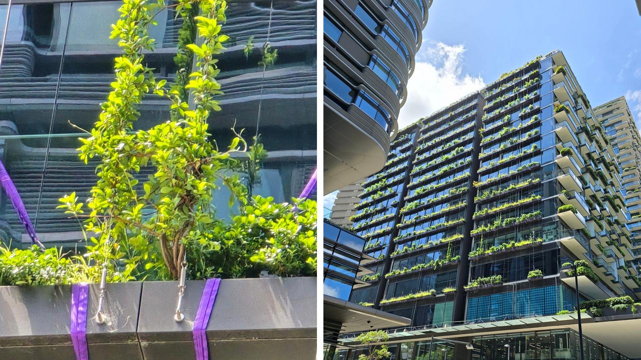 ‘Suck or spit’: Sad reality of Sydney’s iconic ‘green tower’