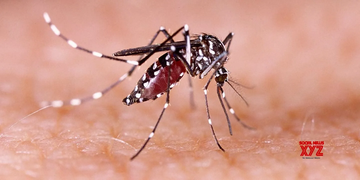 129 more test positive for dengue in Manipur, case tally rises to 3,594 this year