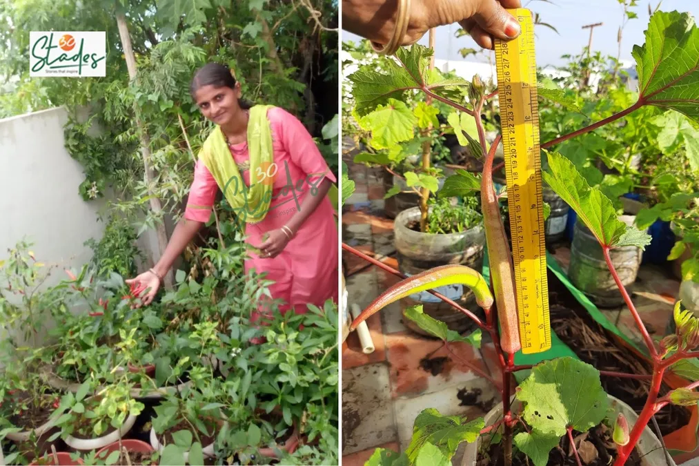 How to save money by growing veggies and herbs in small spaces