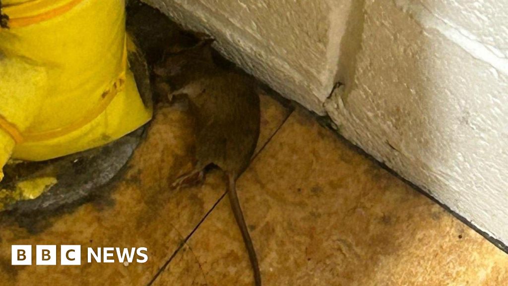 Mum's horror as 'rat found in soft play area'