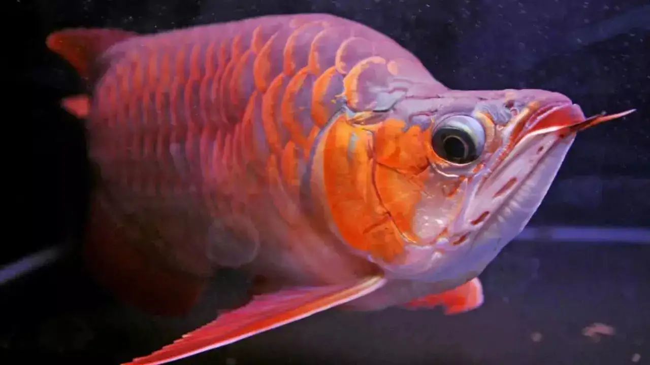 World’s most expensive aquarium fish: A rare dragon fish that symbolises power and fortune worth approx Rs 3 crore