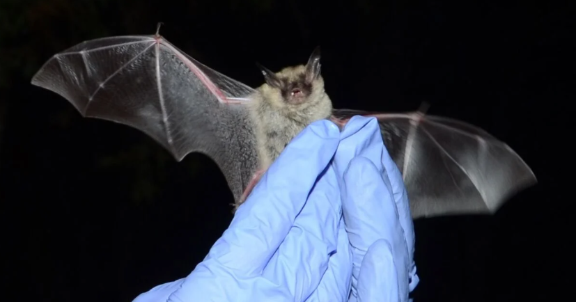 What’s holding up tree clearing for the PCB landfill in Lee? Meet the northern long-eared bat