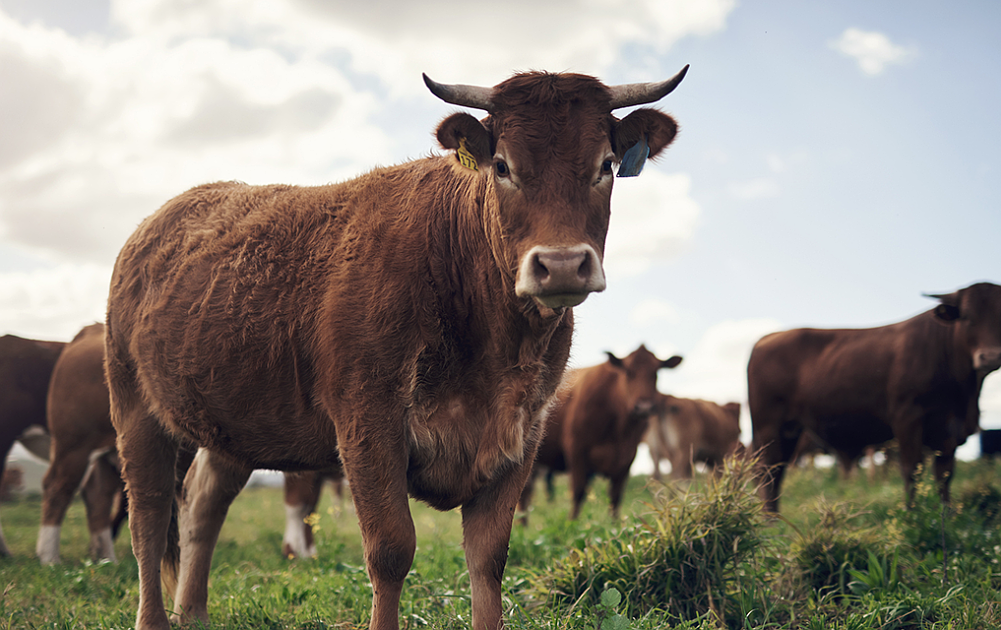 PET TALK Protecting livestock from the new world screwworm