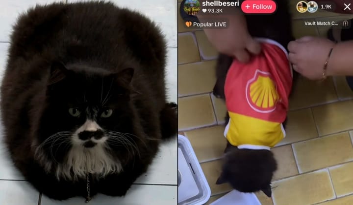 Misai The Shell Cat Taken By Stranger – Viral Plea Works, He Has Been Returned!