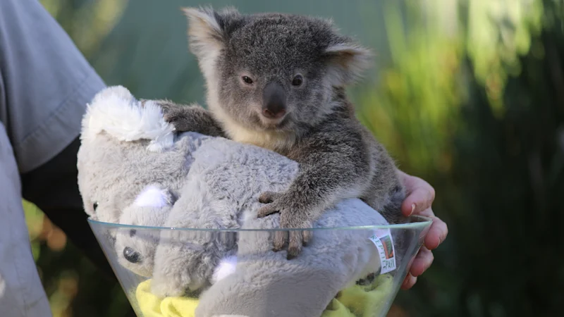 Our law to ‘save’ nature is a rubber stamp for species extinction