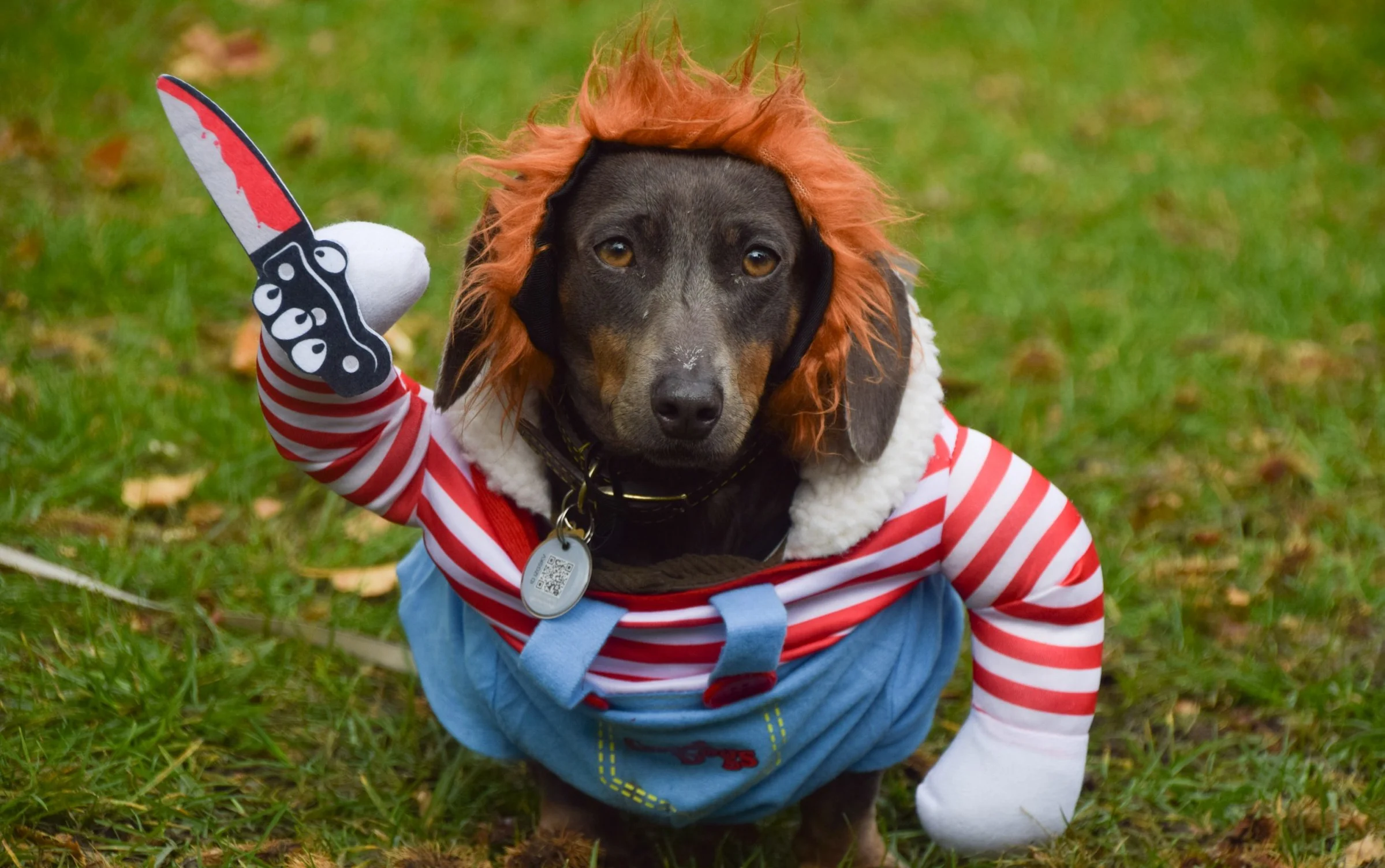 Sausage dog Halloween party cancelled by ‘killjoy’ Royal Parks