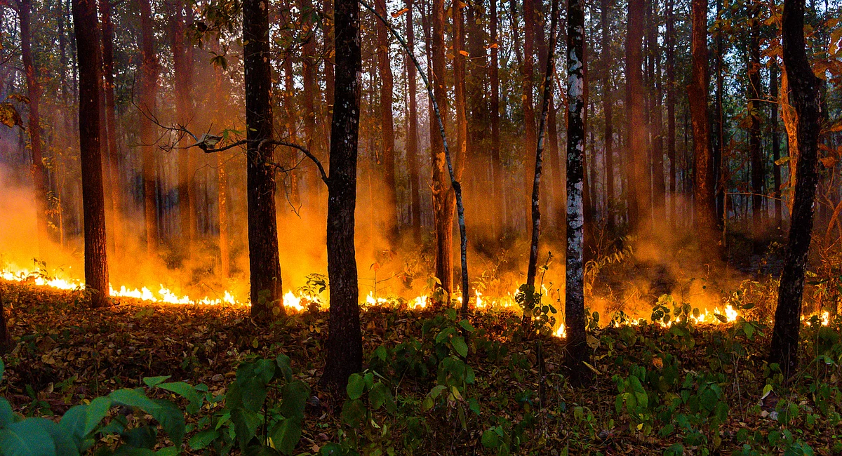 Global tree cover loss due to fires surged by 370% compared to 2023