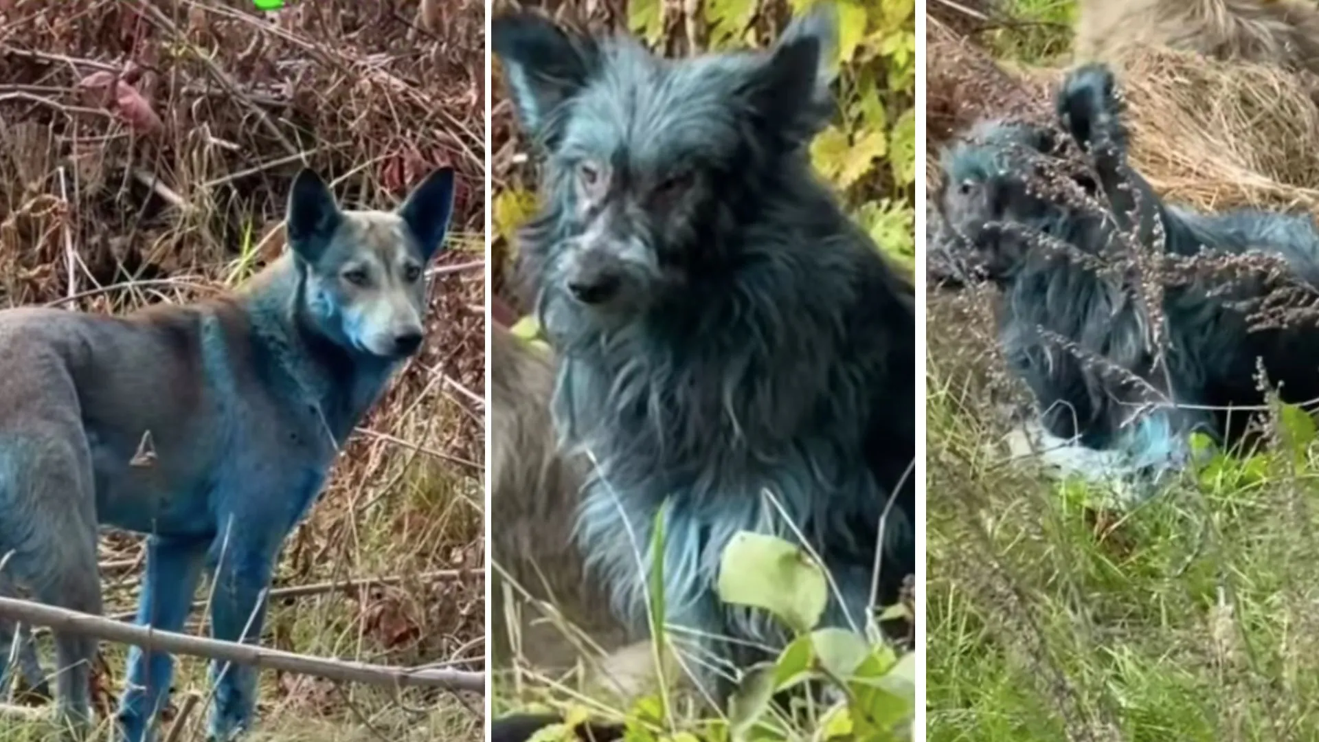 Blue dogs roaming at Chernobyl nuclear disaster site stun all