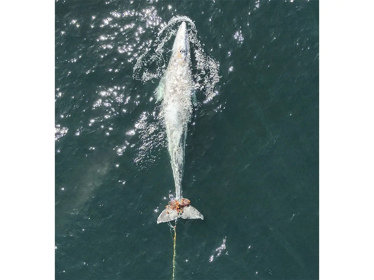 Whale Entanglements Surge Off California's Coast As Threats Mount, Report Shows