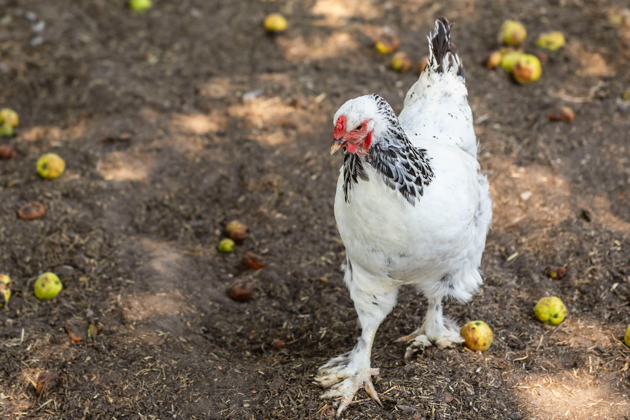 New bird flu case detected in Ottawa County commercial poultry flock