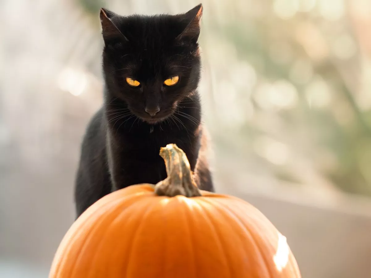 Woman buys pumpkin and is gobsmacked by her cat's unexpected reaction