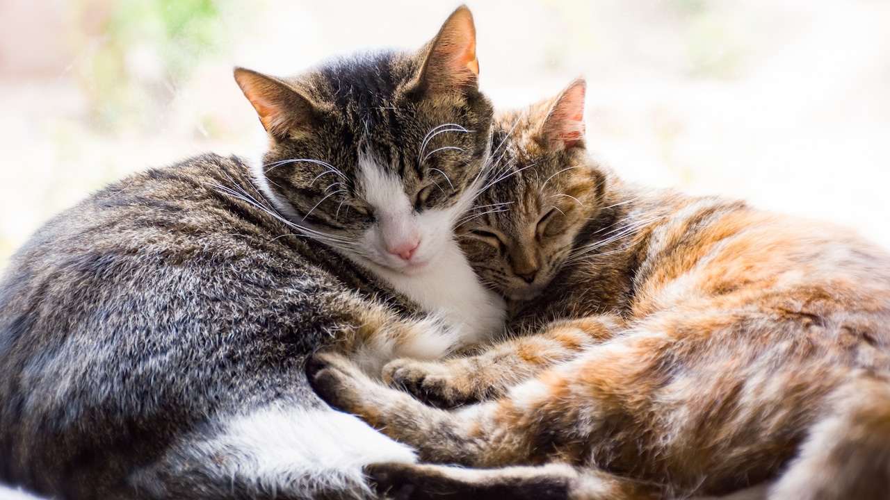 Dear Annie: I begged my daughter not to get more cats