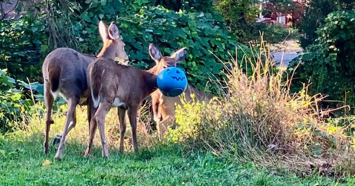 Baltimore County neighbors concerned after deer seen with bucket stuck on its head
