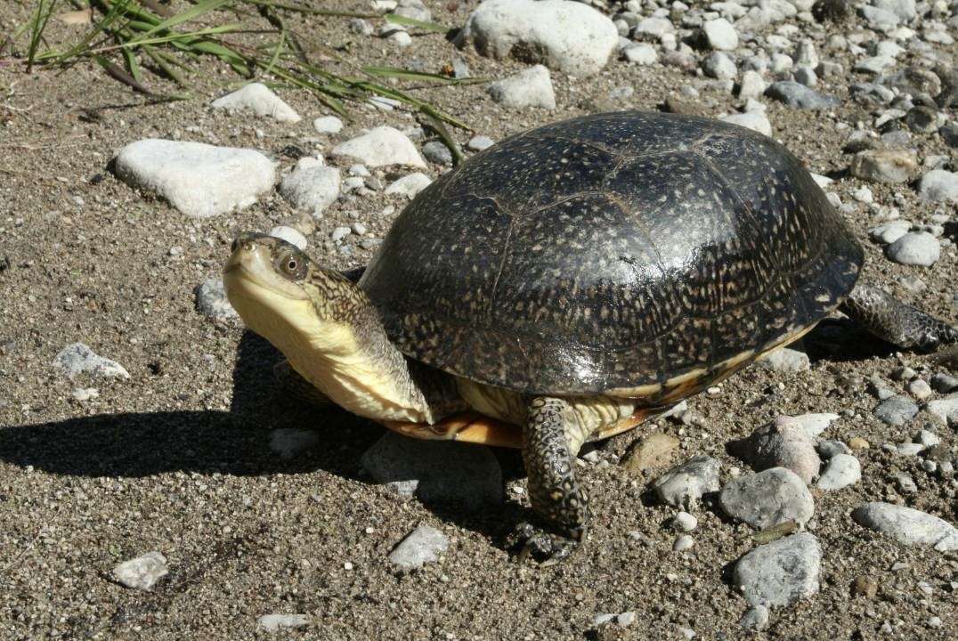 Parks Canada invites public feedback on new Thousand Islands Wildlife Protection Plan