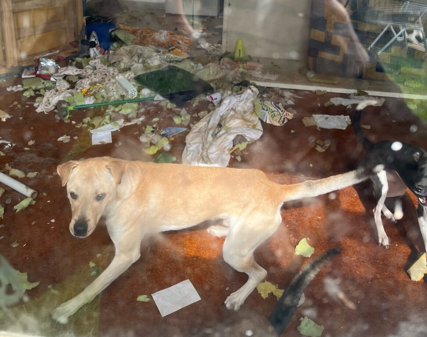 MP seeks answers over dogs rescued from Kāinga Ora house