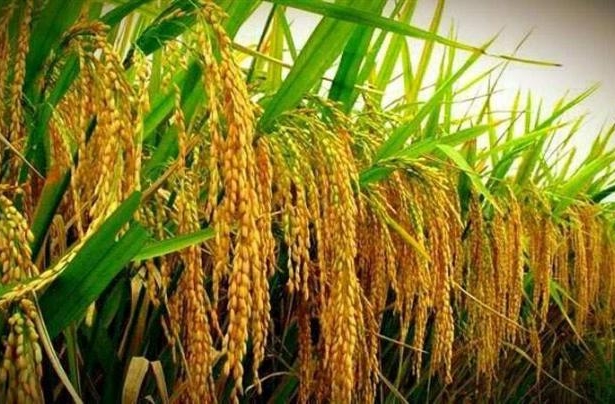 China-Pakistan Boost Hybrid Rice Yield Collaboration