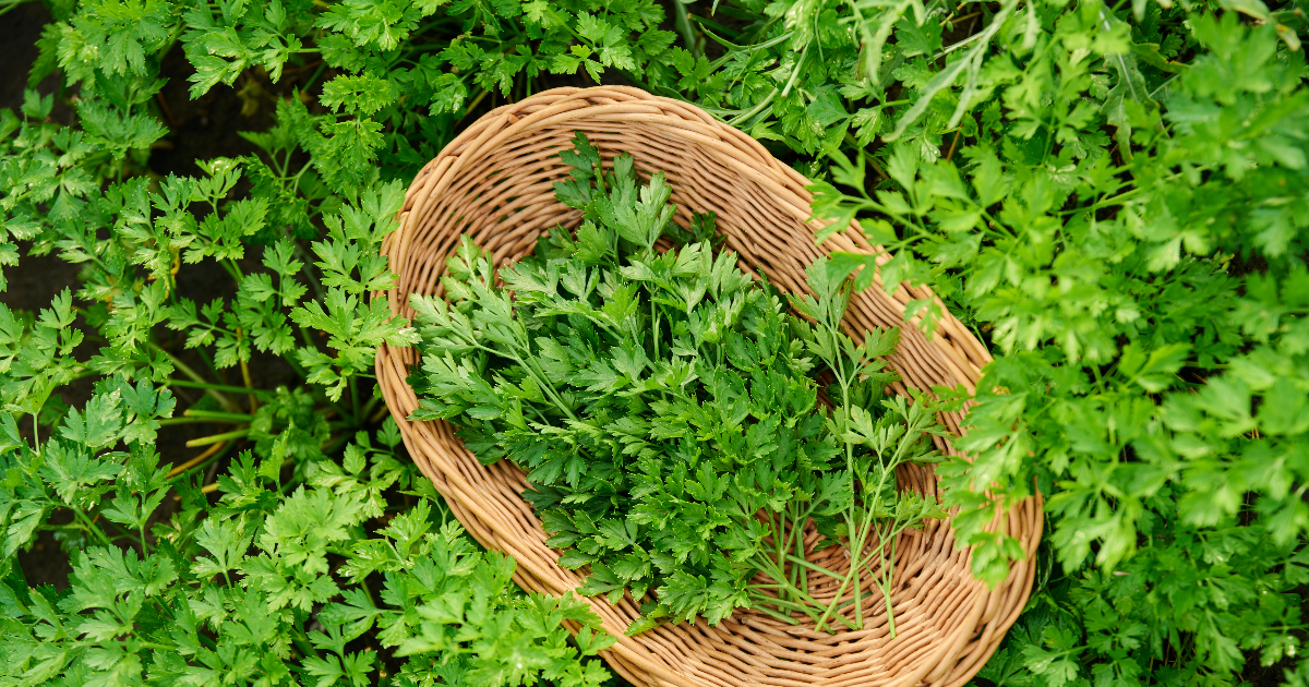 Fresh Italian Parsley Recalled Over Salmonella Concerns
