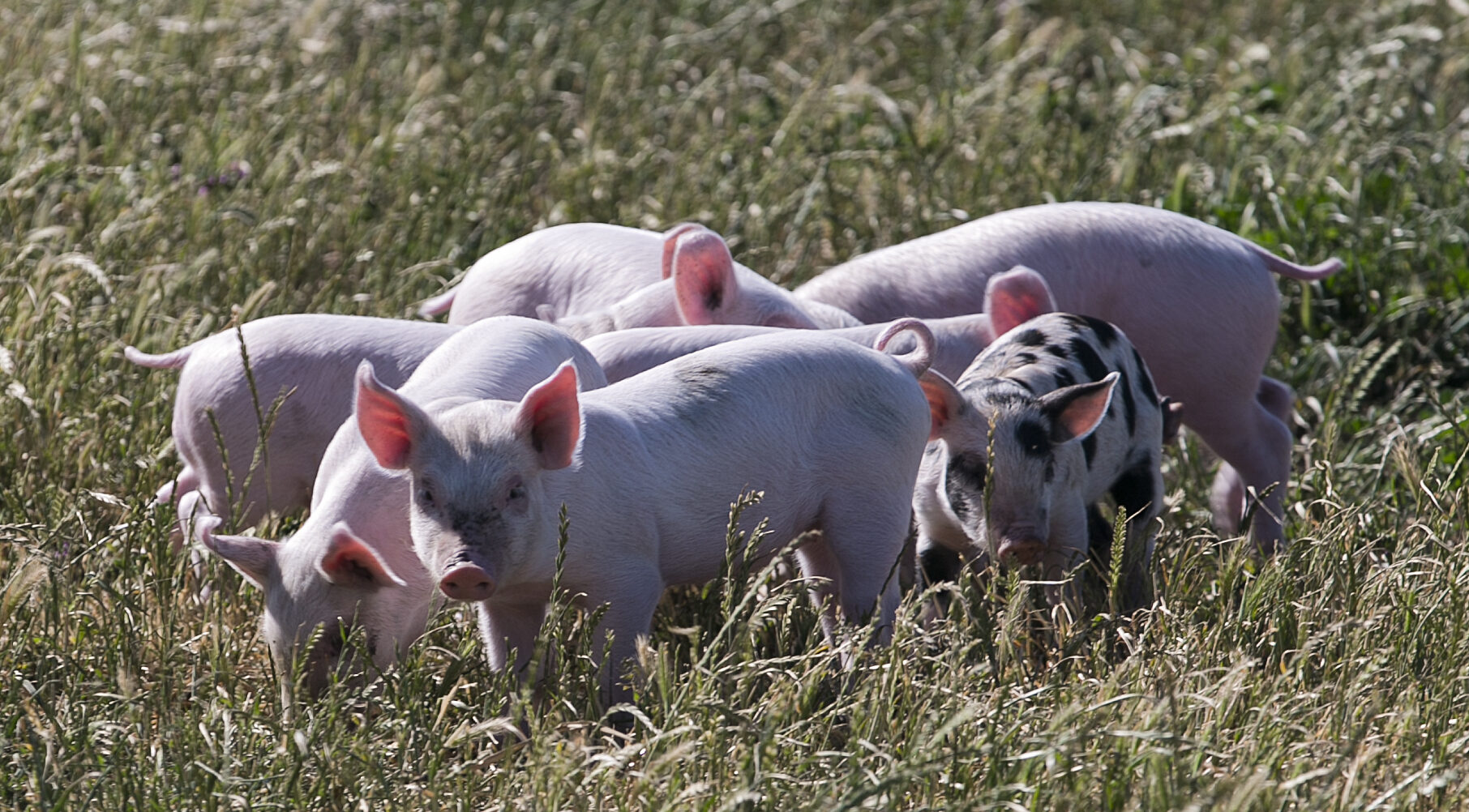No consultation on pig welfare regulation changes – SPCA