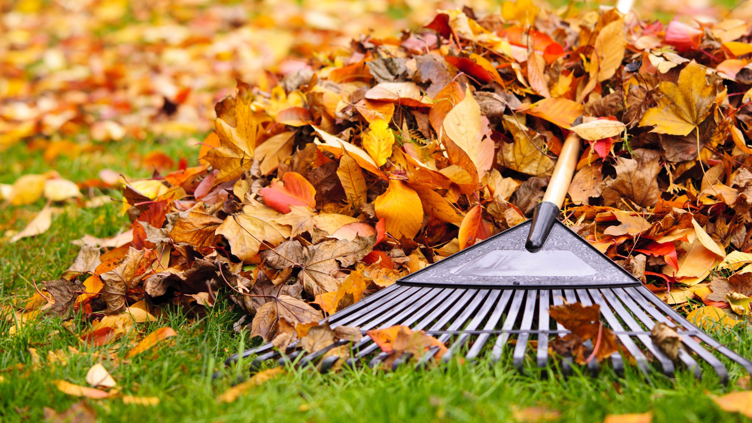 What to do if your neighbor's tree is dropping leaves in your yard - according to an expert