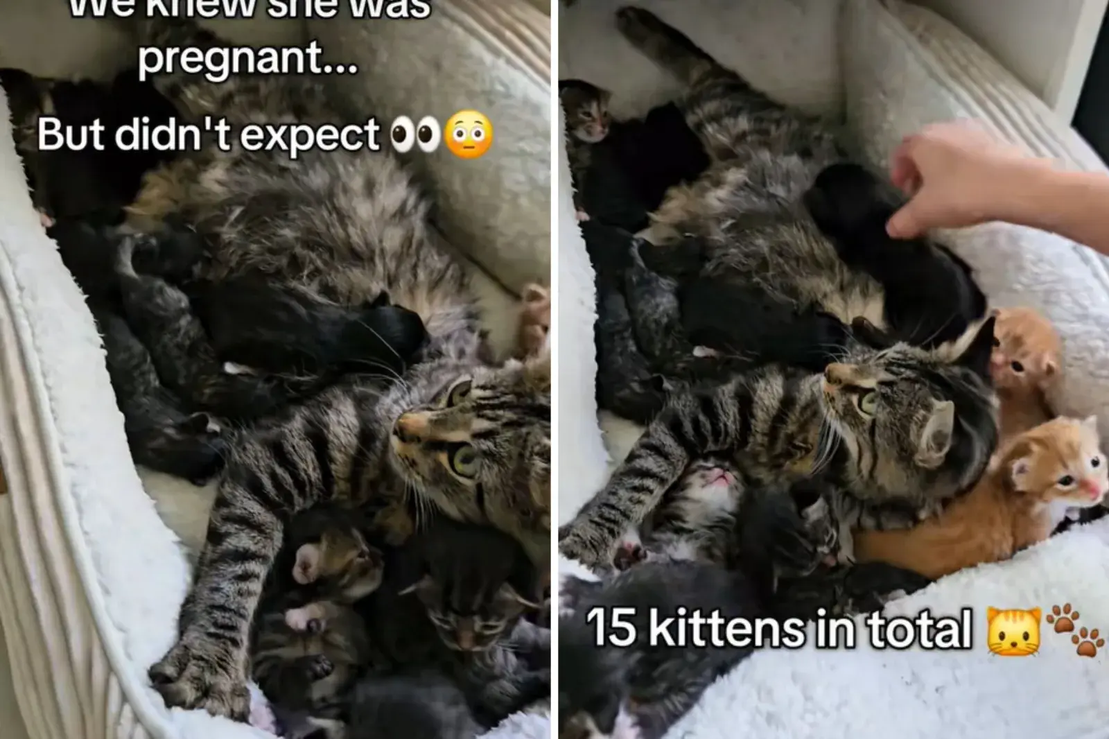 Owner Prepares for 3 Kittens From Pregnant Cats—Ends Up Running a 'Daycare'