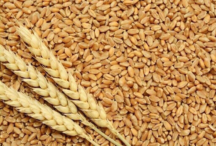 Punjab ensures wheat seed supply to all provinces