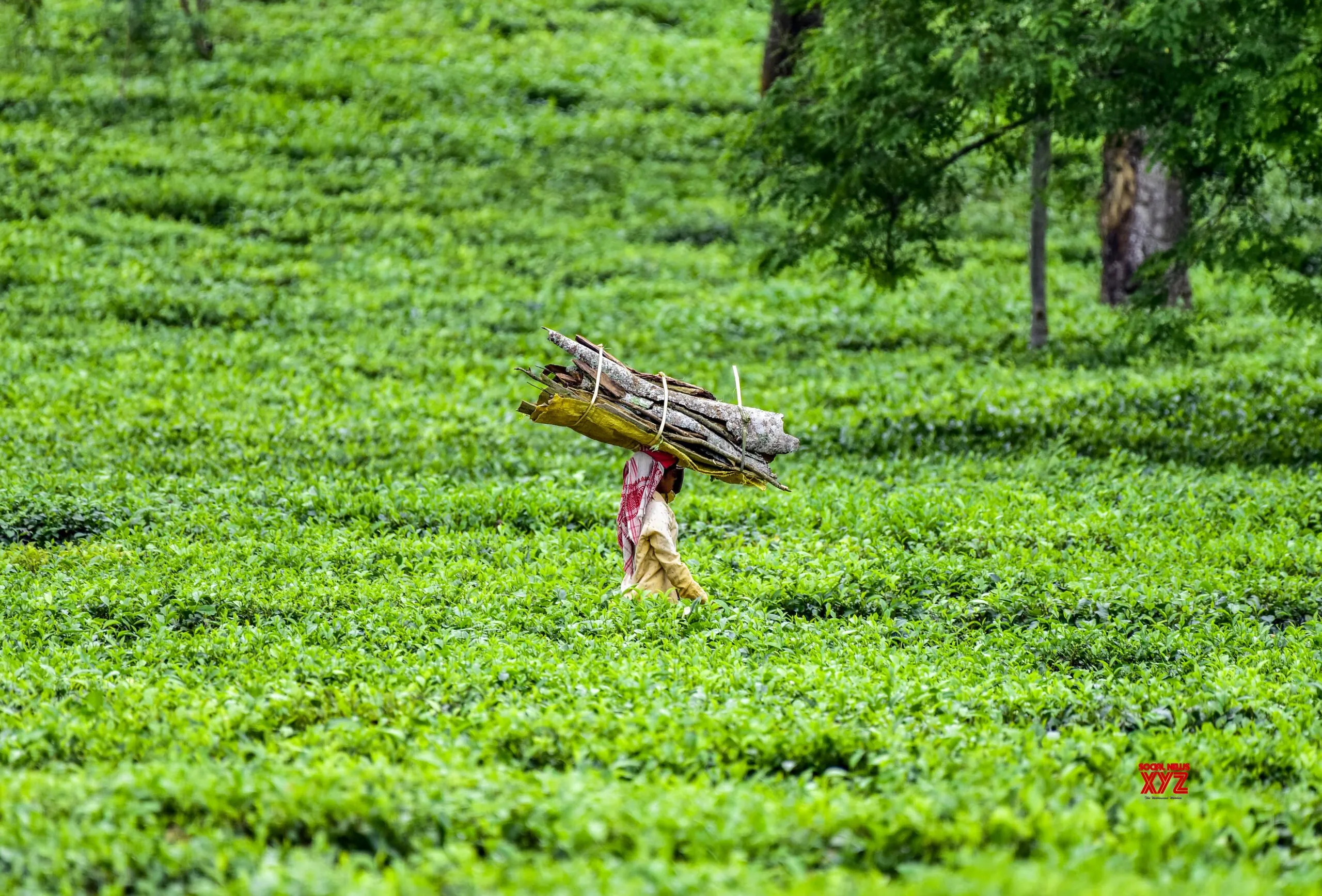 Woman Carrying Firewood in Assam Tea Garden #Gallery