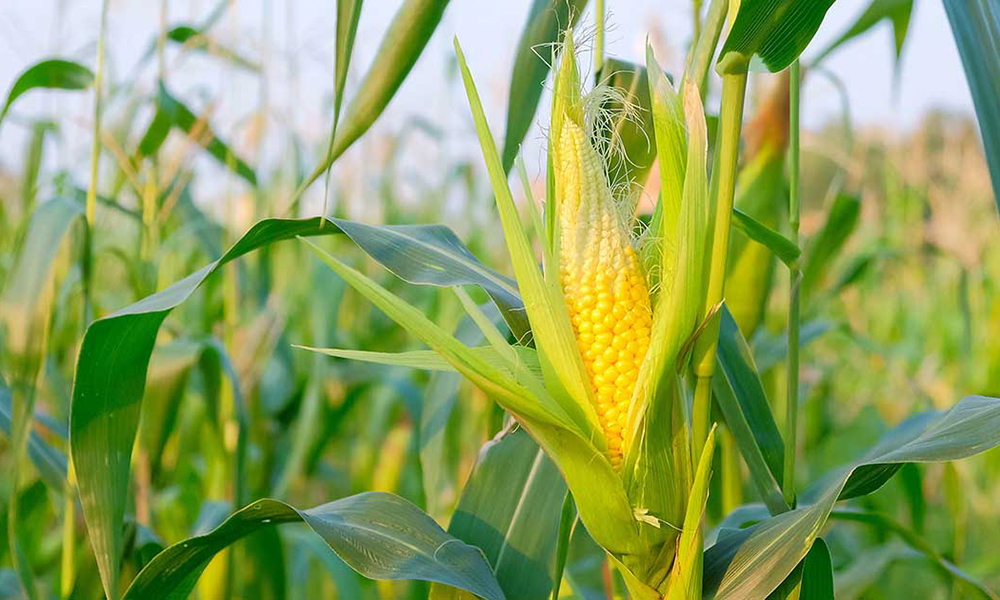 Afghanistan ready to import up to 1 million tons of corn from Kazakhstan annually