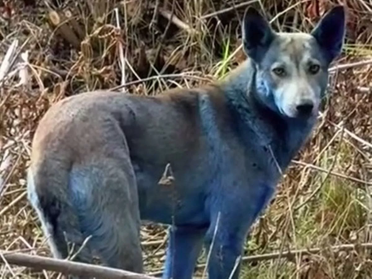 Dogs in Chernobyl suddenly turn blue as they are 'probably getting into chemicals'