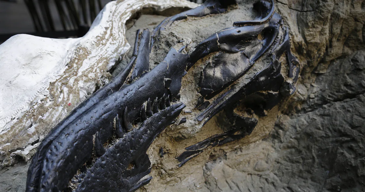 What is a nanotyrannus? New study reveals it is a species all its own