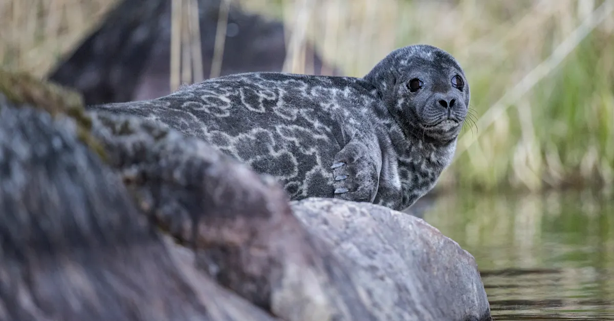 Finland's Saimaa ringed seal populations continue to grow