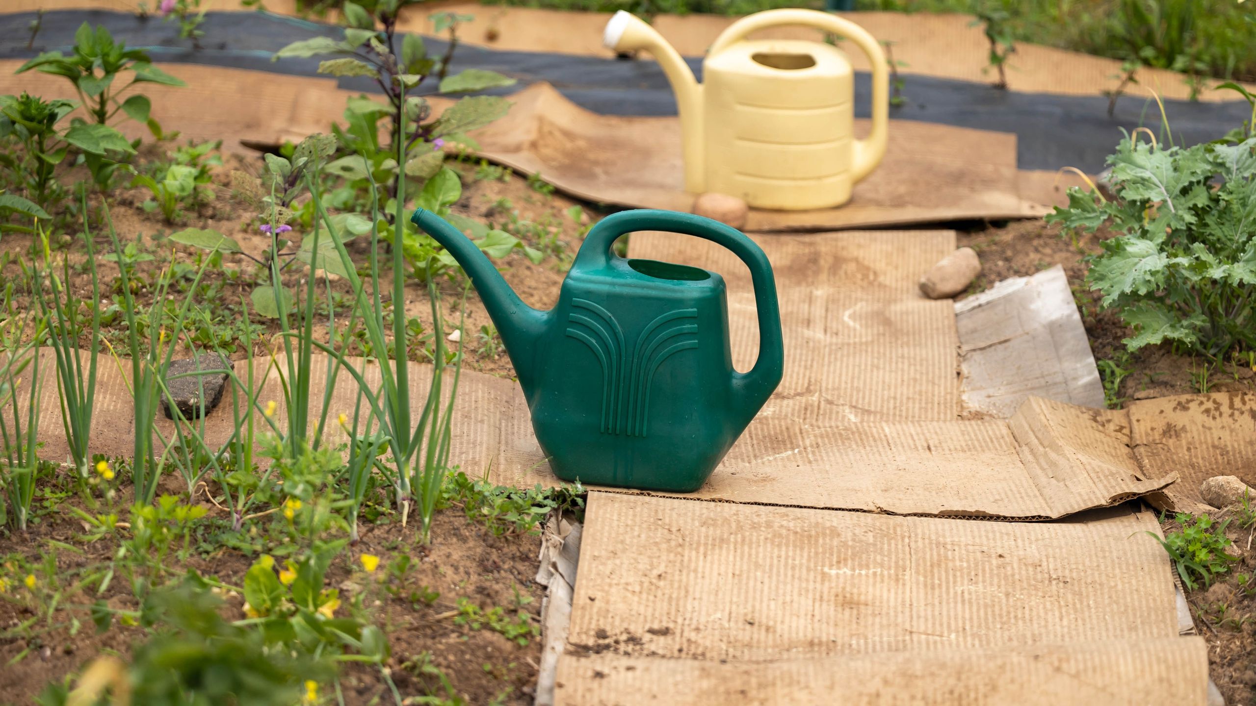 People are using the 'cardboard method' to prepare garden beds for the winter - here's how it works