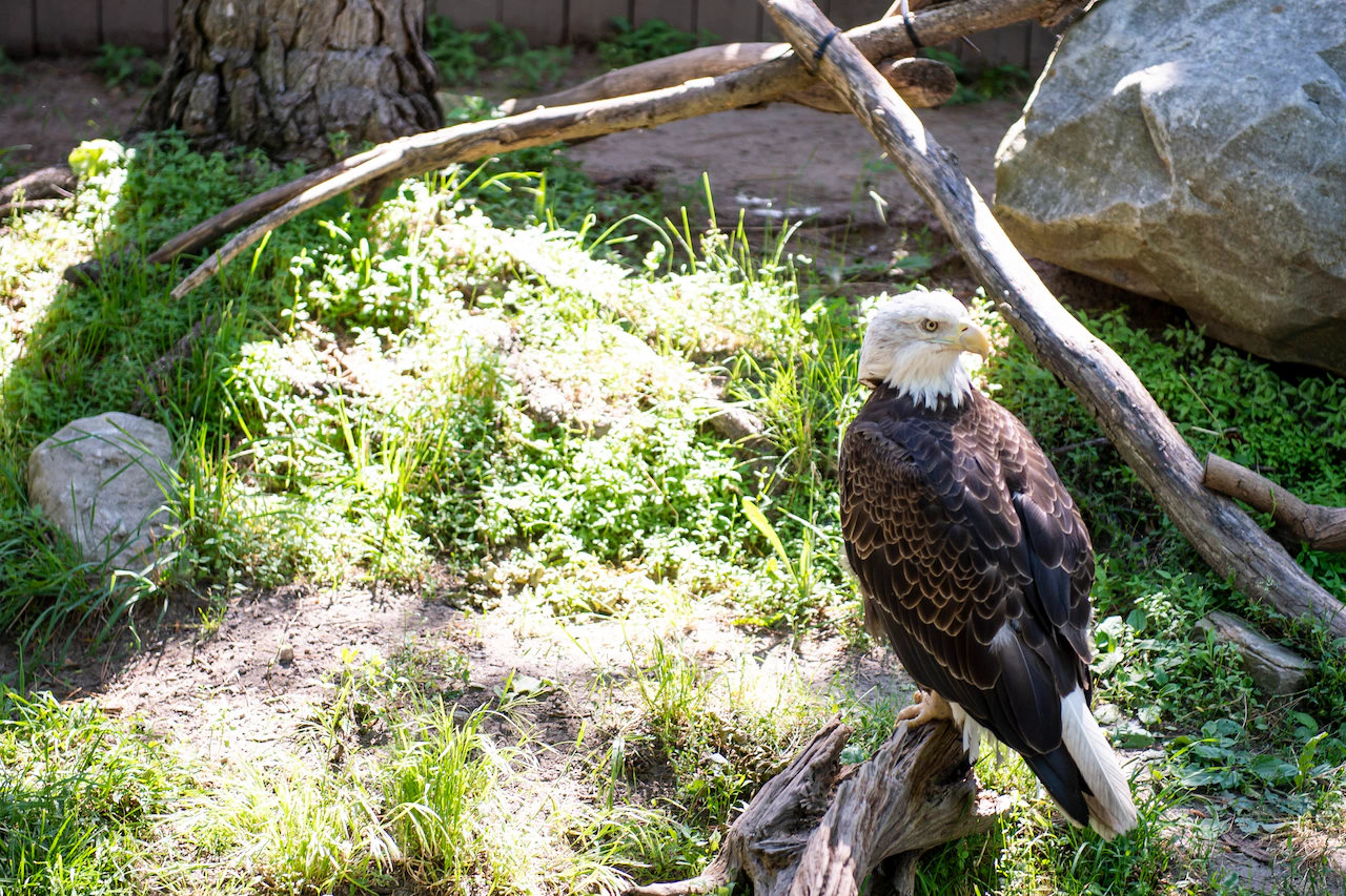 Zoo mourns loss of beloved bald eagle, mac and cheese restaurant closes permanently and more Saginaw County news