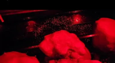 Lab spawned coral shows success as tipping point looms