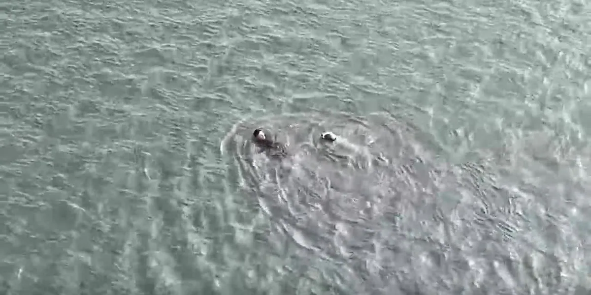 Officer jumps into cold bay waters to rescue injured dog