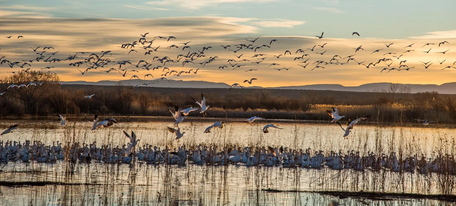 This Lush New Mexico Refuge Is A Paradise For Winter Birdwatching