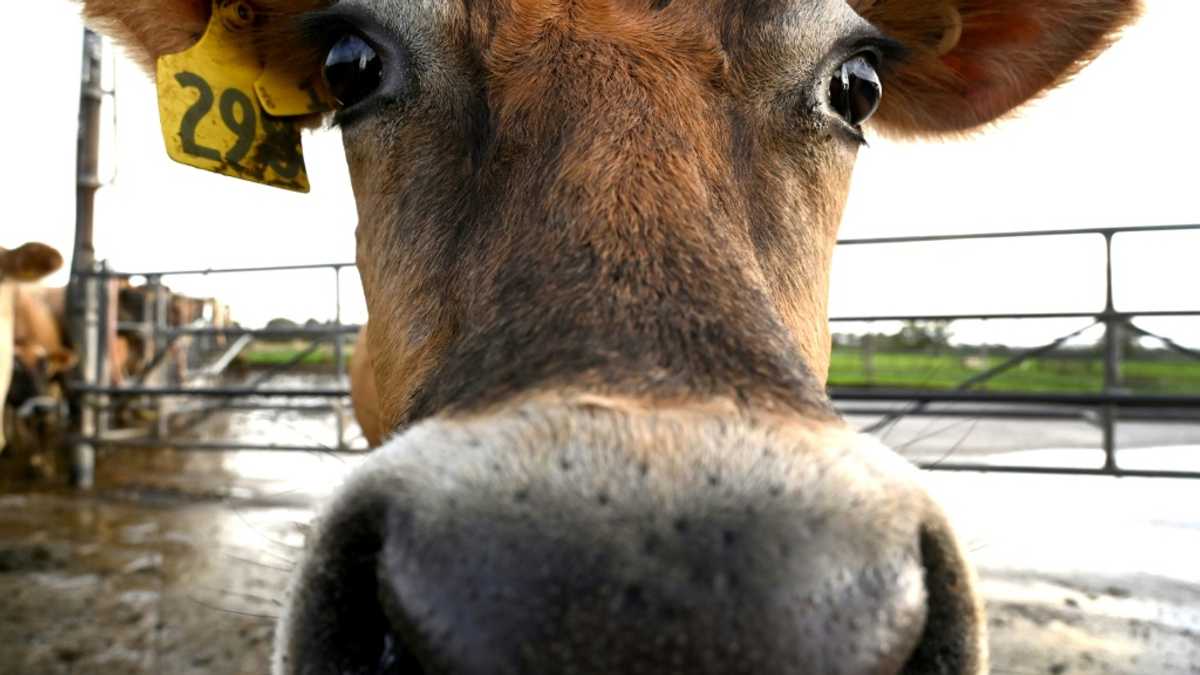 'Utter madness': NZ farmers agree dairy sale to French group