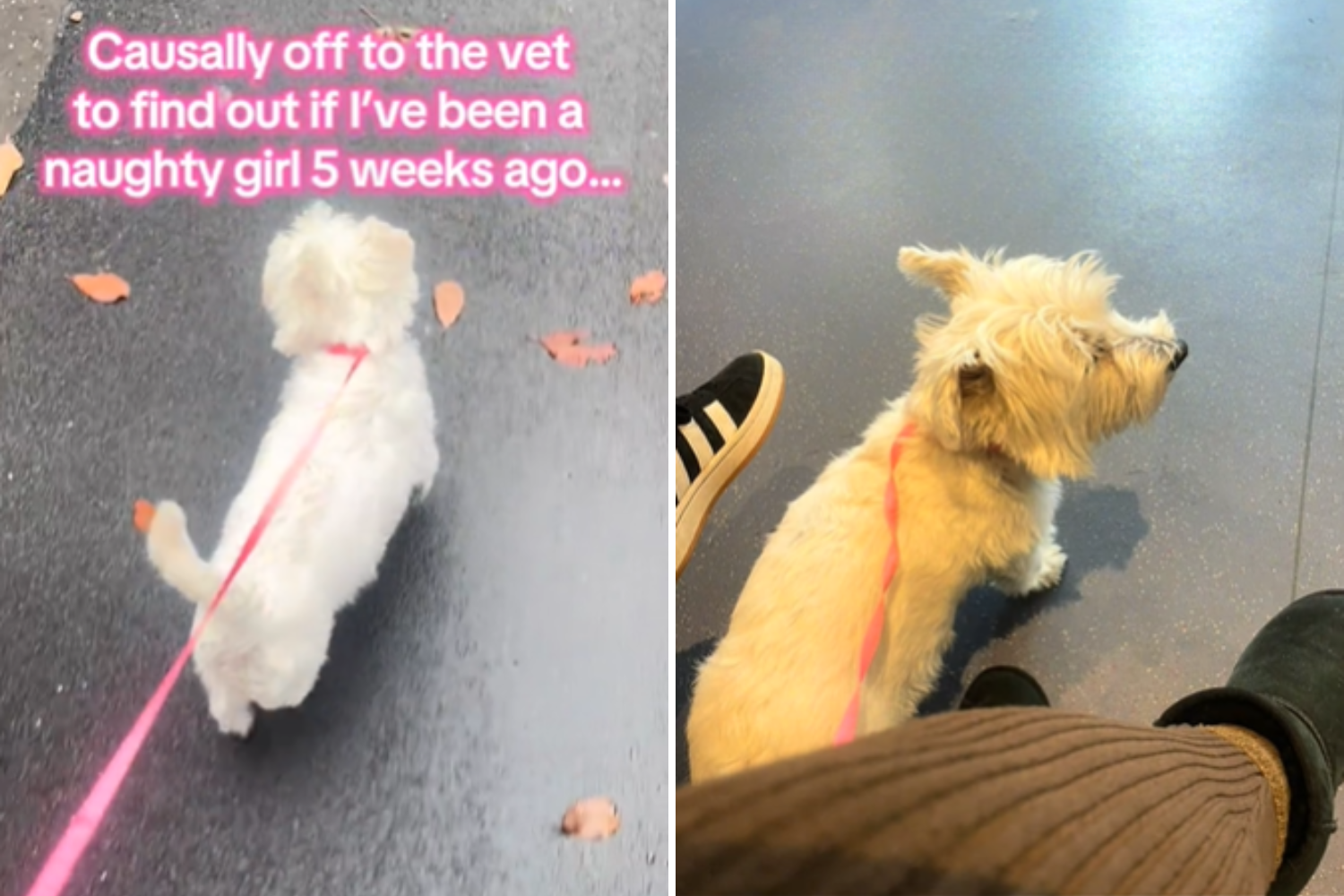 Owner Takes Dog To Vet, Realizes She Has Been ‘A Naughty Girl’